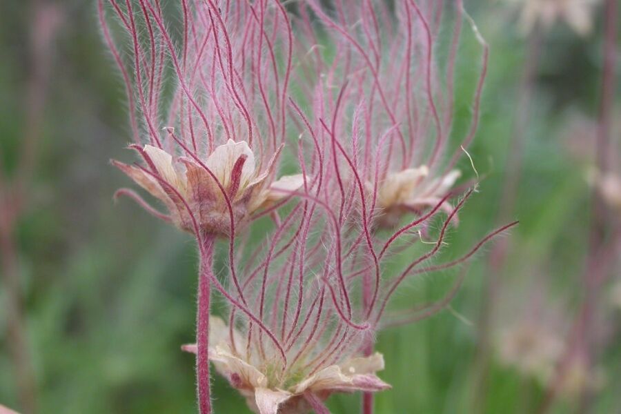 prairie smoke geum triflorum three flowered avens old mans whiskers v2 ftimg Prairie Smoke is an excellent native perennial for all-season interest! In spring sprays of pendulous pinkish-white flowers explode into a striking di…