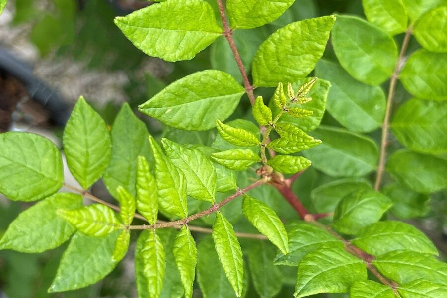 globe plants Wekiva Foliage Eugenia Globe Topiary-Live Plant in a 10 Inch Pot-Eugenia Myrtifolium-Outdoor Topiary Patios and Outdoor Decor main image 0