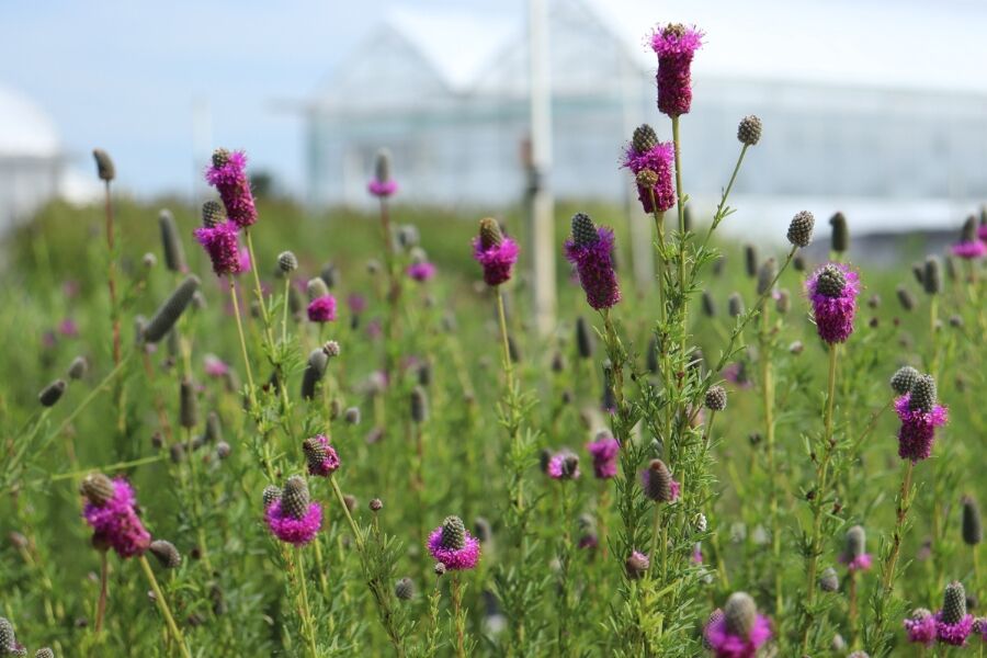 purple prairie clover dalea purpurea wisconsin native perennial v2 ftimg There is something magical about Purple Prairie Clover swaying in the breeze, their vibrant thimble-shaped heads dancing in time to a beat only they c…