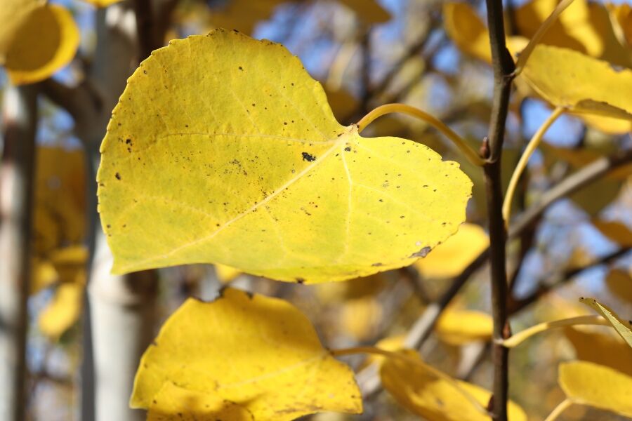 quaking aspen populus tremuloides wisconsin native tree v2 ftimg Quaking Aspen is a fast-growing, narrow-oval to pyramidal, Wisconsin native tree with lustrous dark green foliage that shimmers in the slightest breez…
