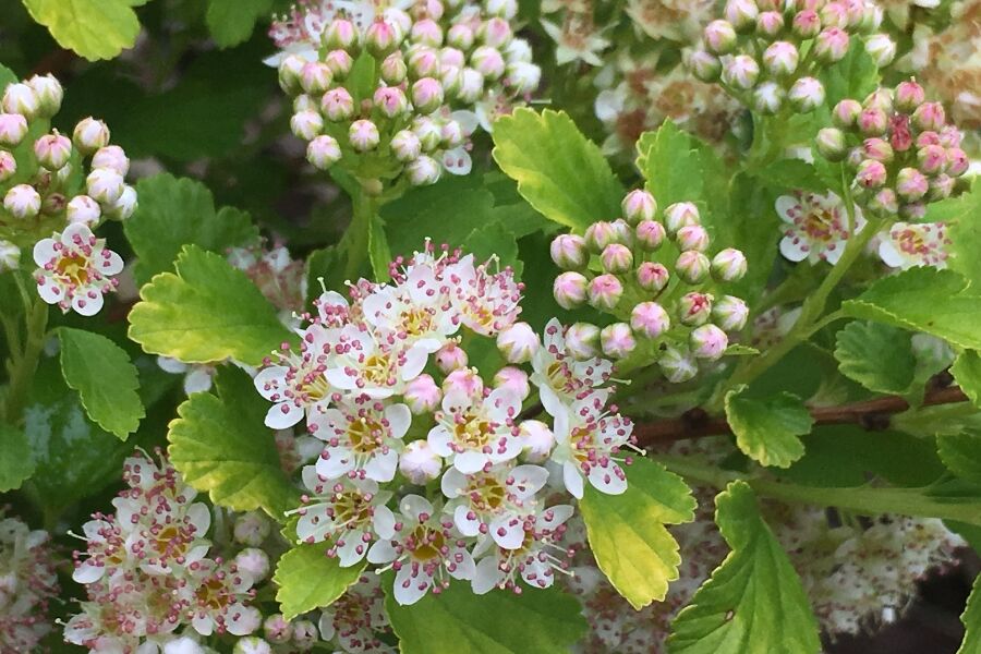 Raspberry Lemonade™ Ninebark | Johnson's Nursery | KB