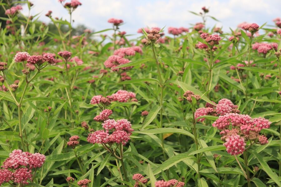 red milkweed asclepias incarnata wisconsin native perennial v2 ftimg Red Milkweed is a fast-growing, wet soil-loving, Wisconsin native perennial with beautiful deep pink flowers that attract many insects. The Monarch Bu…