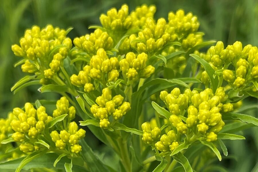 Riddell's Goldenrod | Johnson's Nursery | KB