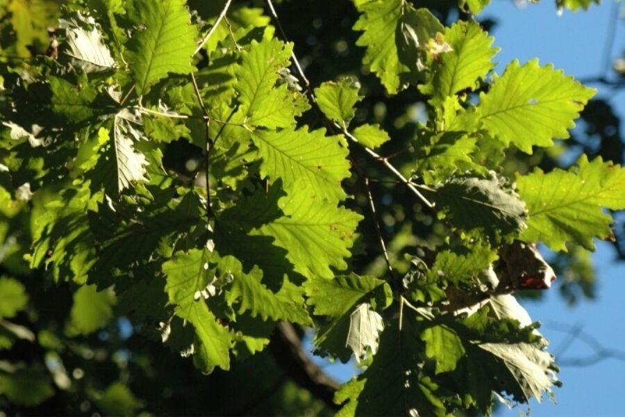 rock oak quercus prinus leaves v2 ftimg Rock Oak is a large growing oak native to much of the eastern United States that can eventually reach heights of 70 feet tall and wide ...