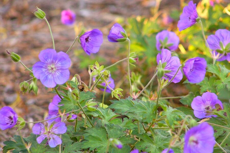 Rozanne Geranium | Johnson's Nursery | KB