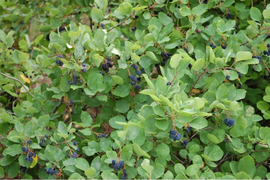 running serviceberry amelanchier stolonifera wisconsin native shrub johnsons nursery v2 ftimg Running Serviceberry is a low-maintenance and adaptable shrub that's great for natural areas and native gardens. Fruits are a boon to wildlife and peo…