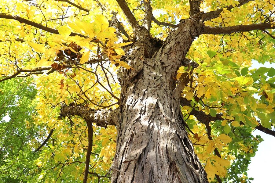 shagbark hickory carya ovata wisconsin native tree johnsons nursery v2 ftimg I'll give you one guess why it's called Shagbark Hickory- and it's not because it was the inspiration for 1970s flooring. Its characteristic peeling, …