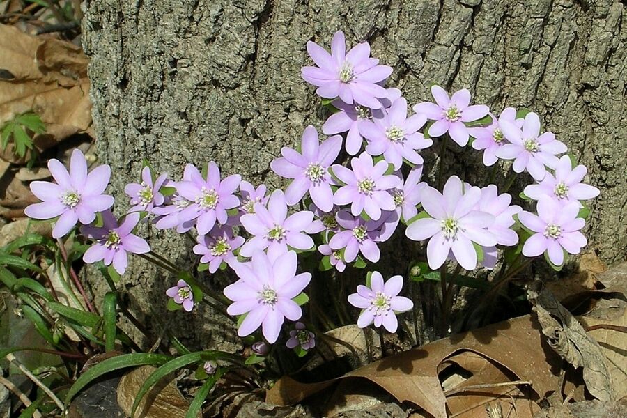 sharp lobed liverwort hepatica acutiloba v2 ftimg Searching for ephemeral wildflowers is one of the highlights of early spring. One of the most delightful early-blooming species is Sharp-lobed Hepatic…