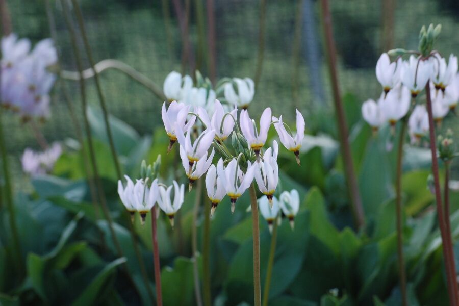 Shooting Star | Johnson's Nursery | KB