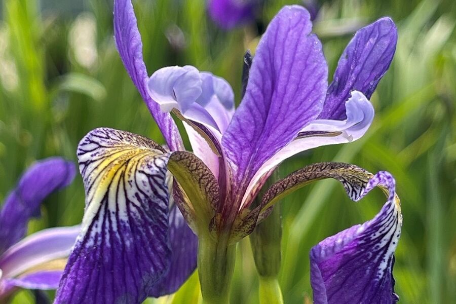 shreves-iris-virginica-var-