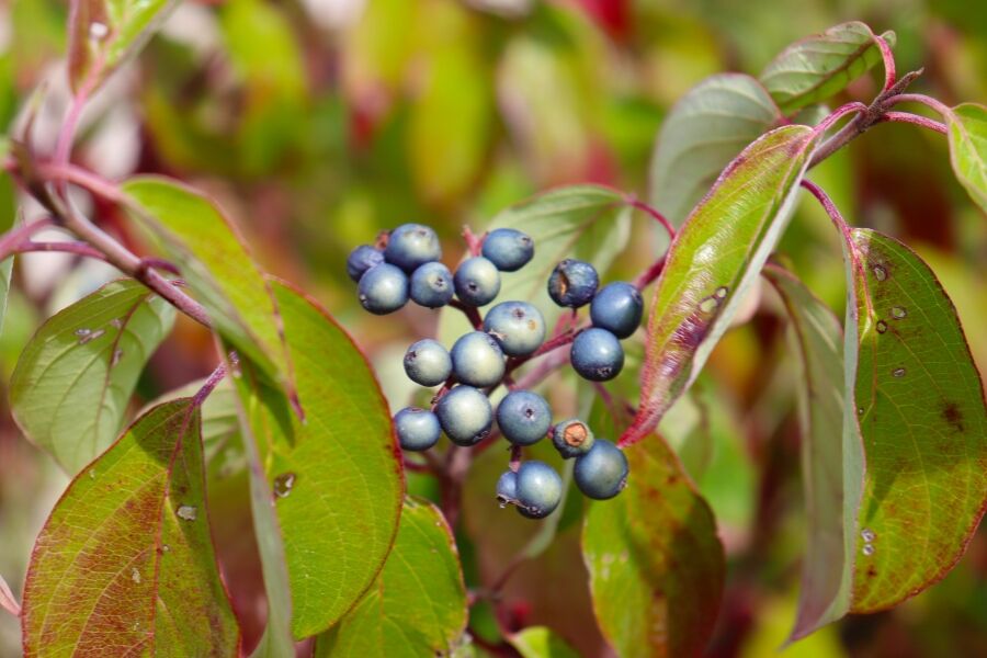 silky dogwood cornus amomum wisconsin native shrubs at johnsons nursery v2 ftimg Native to Wisconsin's streambeds and swamps, Silky Dogwood plays an important role in local ecosystems. A great choice for moist or wet areas. This la…