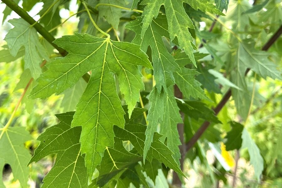 Wisconsin Maple Trees Wisconsin Native Trees | Johnson's Nursery | Knowledgebase