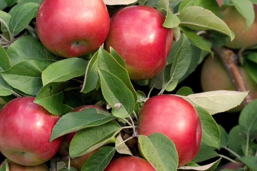 SnowSweet® Apple | Johnson's Nursery | KB