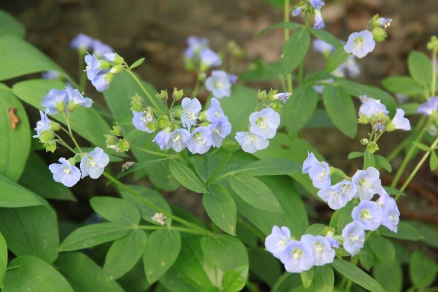 spreading jacobs ladder polemonium reptans v2 ftimg Considered a spring ephemeral, this Wisconsin native will bloom in mid to late Spring and maintain excellent foliage throughout summer; an uncommon fe…