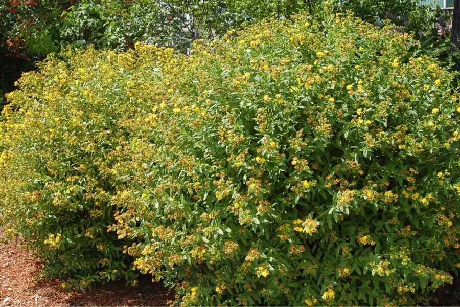 st johns wort hypericum kalmianum v2 ftimg A Wisconsin native shrub with a tidy, dense, rounded habit. It has blue-green foliage, and long-blooming bright yellow flowers in summer for pollinators...