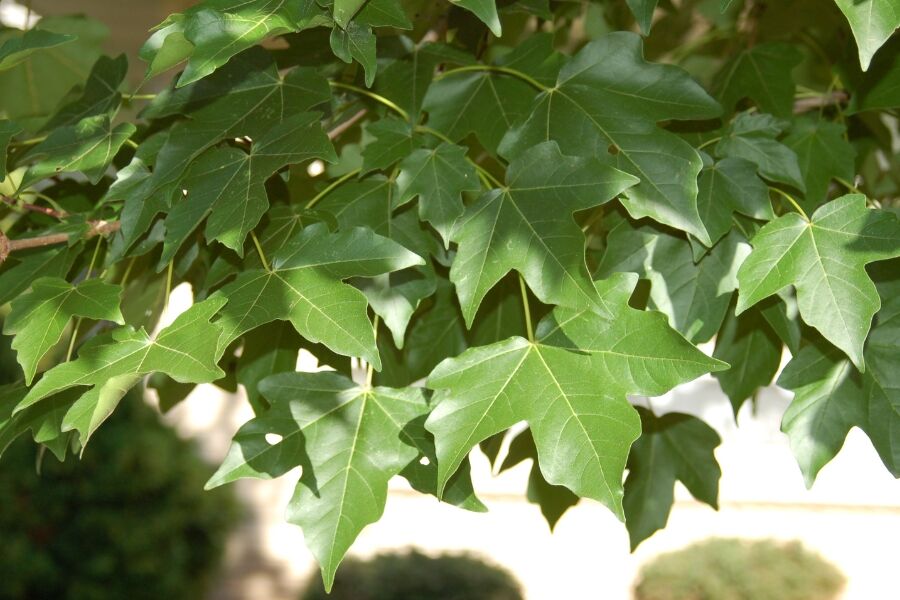 State Street™ Miyabe Maple | Johnson's Nursery | KB