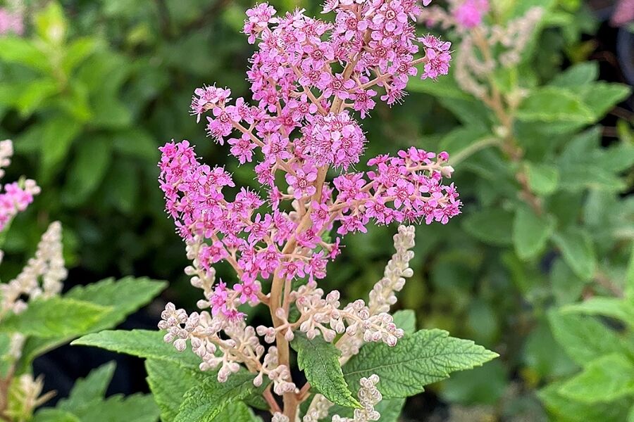 steeplebush wisconsin native spiraea tomentosa v2 ftimg Steeplebush is an upright, suckering, woody shrub native to Wisconsin and found throughout the state (except counties along eastern-central Lake Michi…