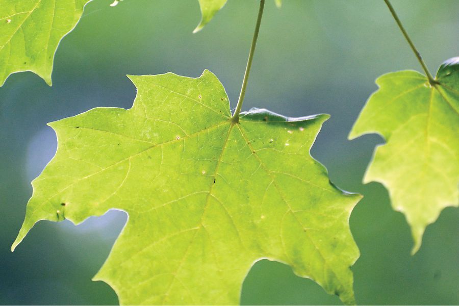 sugar maple acer saccharum hard maple rock maple sap syrup v2 ftimg The Wisconsin State Tree, Sugar Maple is one of the hardiest and long lived of all the maples. Valued commercially for timber and syrup production, th…
