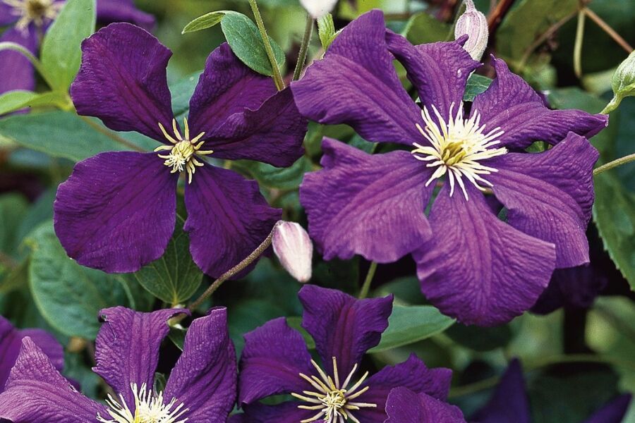 Superba Jackman Clematis | Johnson's Nursery | KB