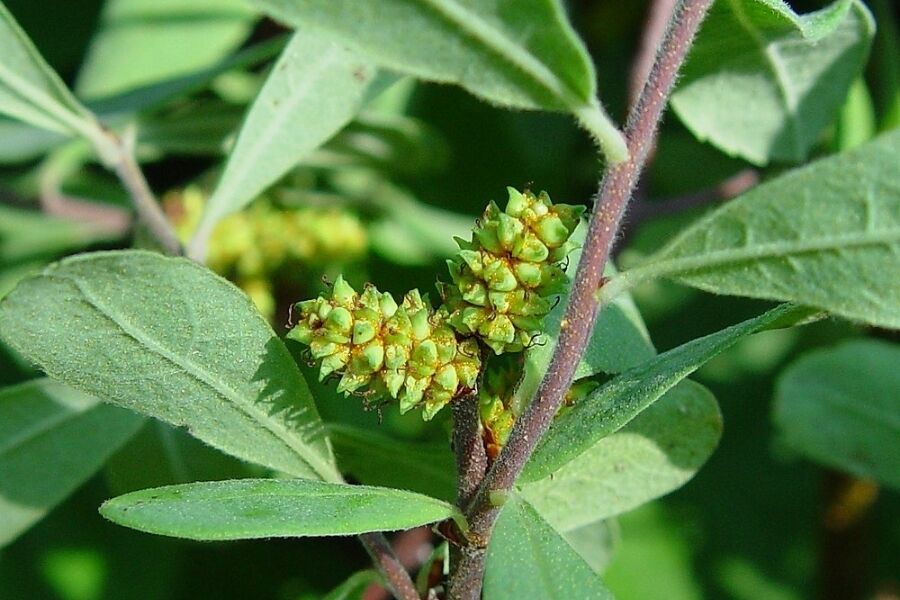sweet gale myrica gale v2 ftimg Sweetgale is a low, spreading shrub that has the appearance of a small, shrubby willow. Pink catkins bloom in spring, followed by nutlets that persist…