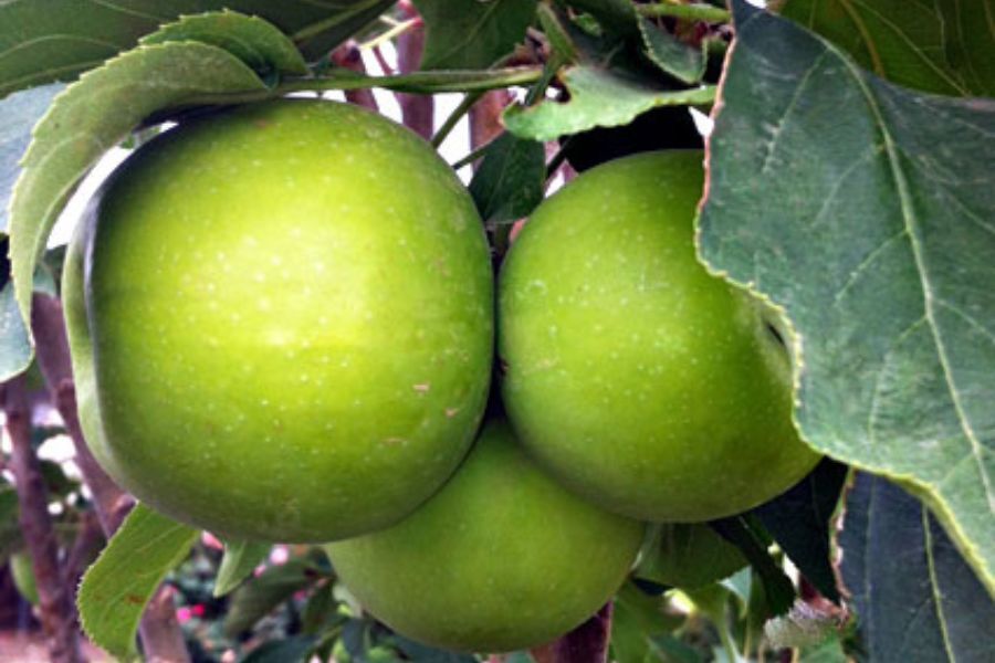 その他 Apple Tangy Green™ Urban® Columnar Apple | Johnson's Nursery | KB