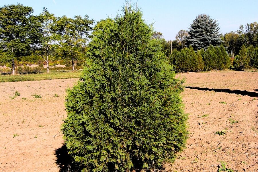 weihnachtsstern rot werden lassen Großer roter Weihnachtsstern