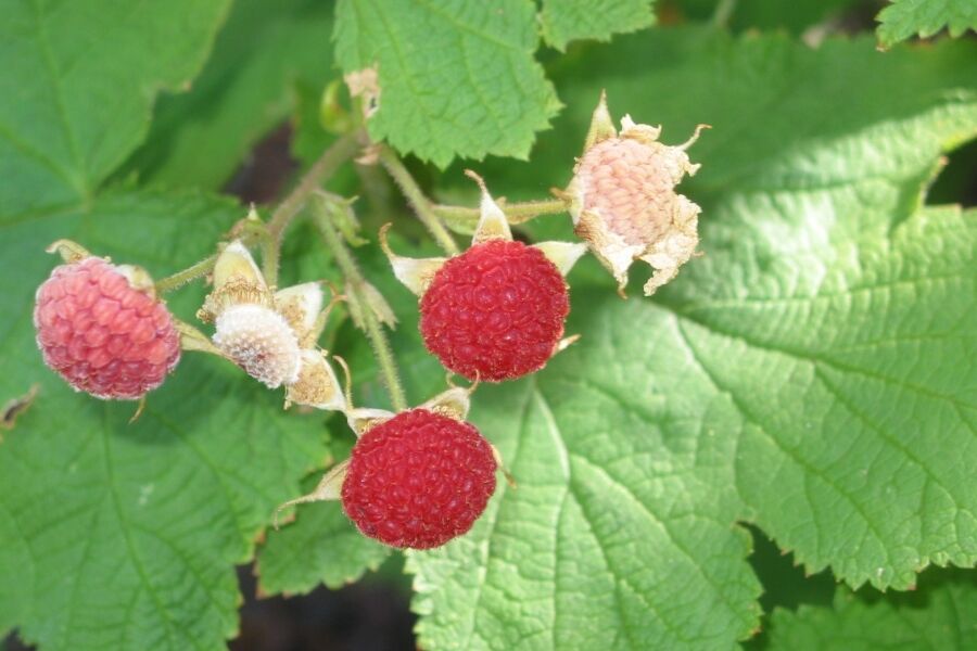 Thimbleberry | Johnson's Nursery | KB