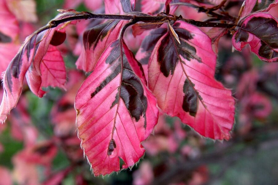 gummibaum lateinisch Kaufen Sie jetzt Zimmerpflanze Gummibaum Ficus elastica 'Melany' auf einem  Stamm main image 1