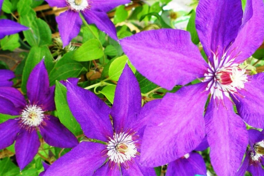Vancouver Danielle Clematis | Johnson's Nursery | KB