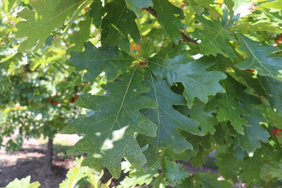 white oak quercus alba wisconsin native trees v2 ftimg White Oak is a large, strong, imposing Wisconsin native specimen tree. It has a stocky trunk with wide-spreading horizontal limbs that are picturesque…