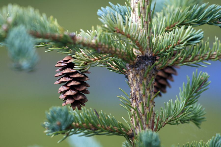 white spruce picea glauca specimen conifer evergreen v2 ftimg White Spruce is a moderately fast-growing native spruce with a broad, conical form. Its needles are an attractive blue-green, contrasting with its sma…