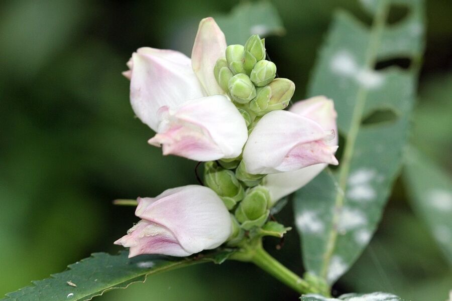 white turtlehead chelone glabra wisconsin native perennials v2 ftimg White Turtlehead is a Wisconsin native perfectly at home in moist soils along riverbanks, wetlands, marshes, and floodplains. These flowers are a welc…
