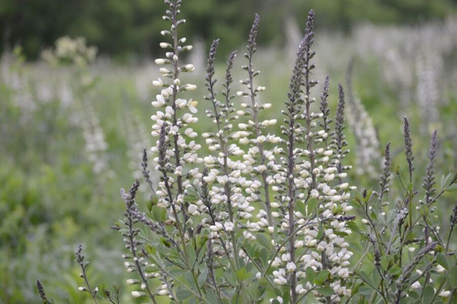 Wisconsin Native Perennials | Johnson's Nursery | Knowledgebase