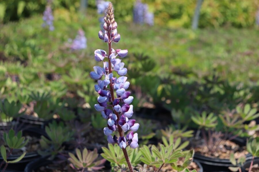 wild blue lupine lupinus perennis v2 ftimg Something is awe-inspiring about a swath of lupine, particularly Wild Blue Lupine, with its intense color, incredible fragrance, and tropical-looking …