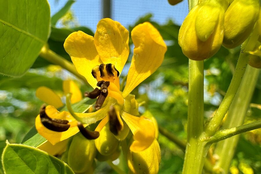 wild senna cassia hebecarpa v2 ftimg A Wisconsin native perennial with distinctive leaves and bright yellow flowers that bloom in mid-July. A large-growing plant, up to 6-feet tall and 3-feet…