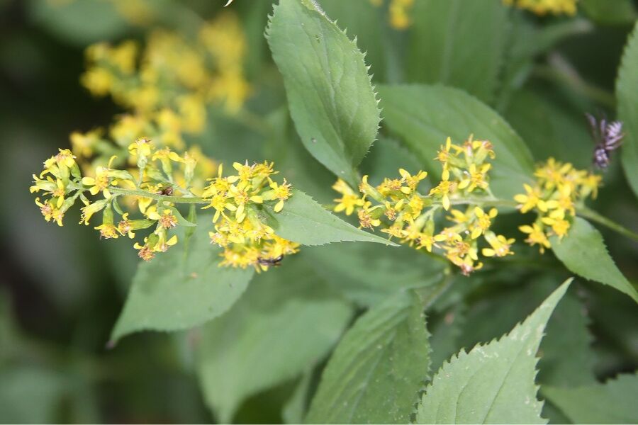 Zig Zag Goldenrod | Johnson's Nursery | KB