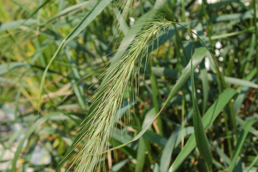 canada wild rye elymus canadensis ftimg A cool season, clump-forming grass that is highly adaptable and thrives in sandy soils throughout Wisconsin. Its green leaf blades are 1/2-inch wide…