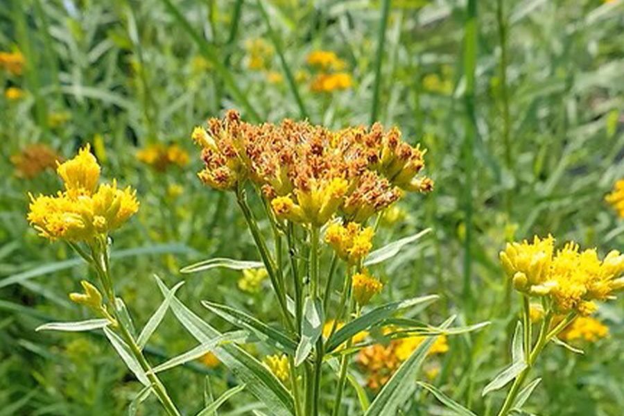 mosquito repellent plants 2.32 qt. Citronella Mosquito Plant  Bonnie Plants