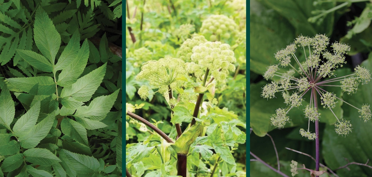 Great Angelica | Johnson's Nursery | KB