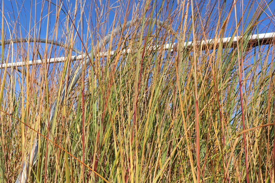 prairie cordgrass spartina pectinata ftimg A native, warm season, colonizing grass of wetlands, marshes, and swamps throughout Wisconsin. It towers over other plants, reaching over 9 feet tall...