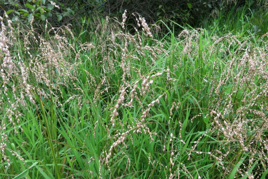 rattlesnake manna grass glyceria canadensis ftimg A cool-season, Wisconsin native grass commonly found where soils are wet. A clump-forming perennial that blooms midsummer with drooping yet s…