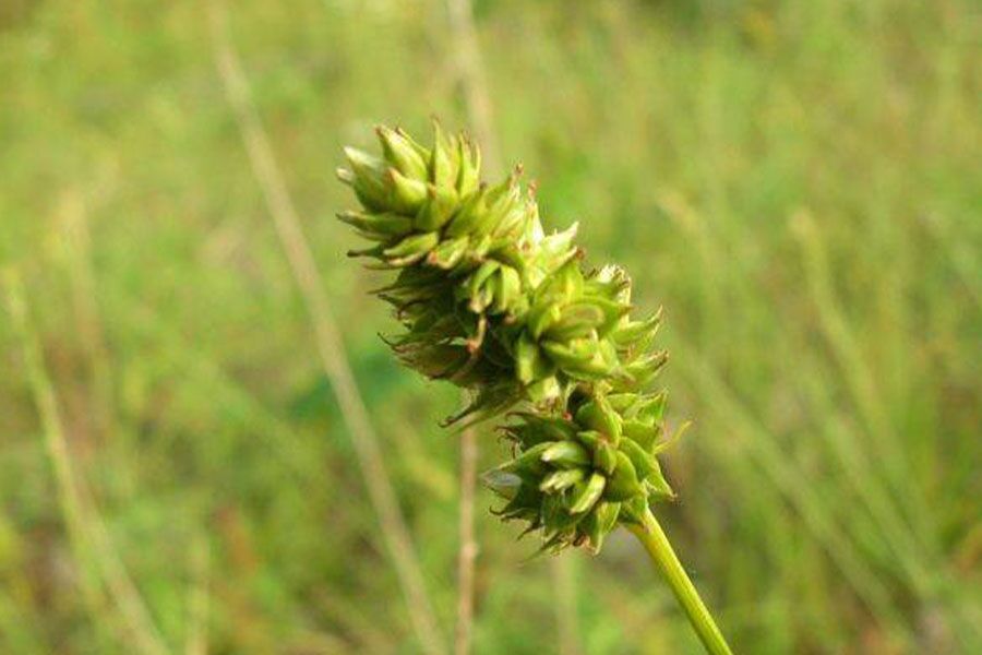 sand bracted sedge carex muehlenbergii ftimg A Wisconsin native sedge found in dry, sandy sites. It features long, green leaves up to 2-feet long give rise to light-green stems in which fertile spik…