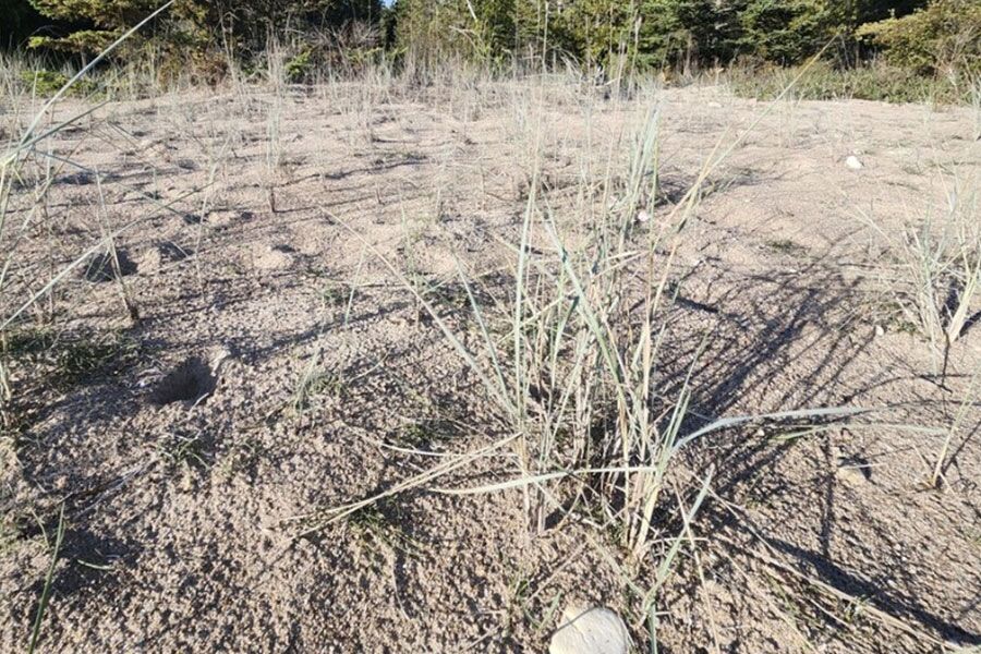 sand dune wheatgrass elymus lanceolatus psammophilus ftimg A cool season, sand-binding beach grass that's crucial in stabilizing our shifting sand dunes along Lake Michigan. Grayish-green leaves and yellow flo…