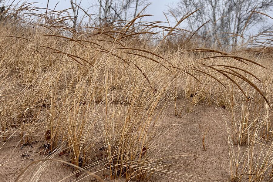 Wisconsin Native Grasses | Johnson's Nursery | Knowledgebase