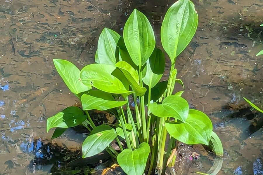 American Water Plantain | Johnson's Nursery | KB