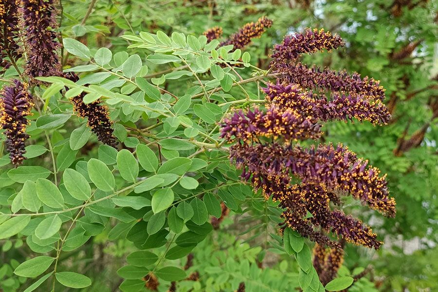 soy plant Tankuro' Soybean (Edamame) – Experimental Farm Network Seed Store main image 1