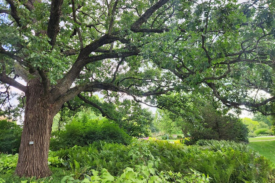Keystone species (specifically plants) in Wisconsin are plants with critical ecological value. We discuss which plants, and how to include them in your l…