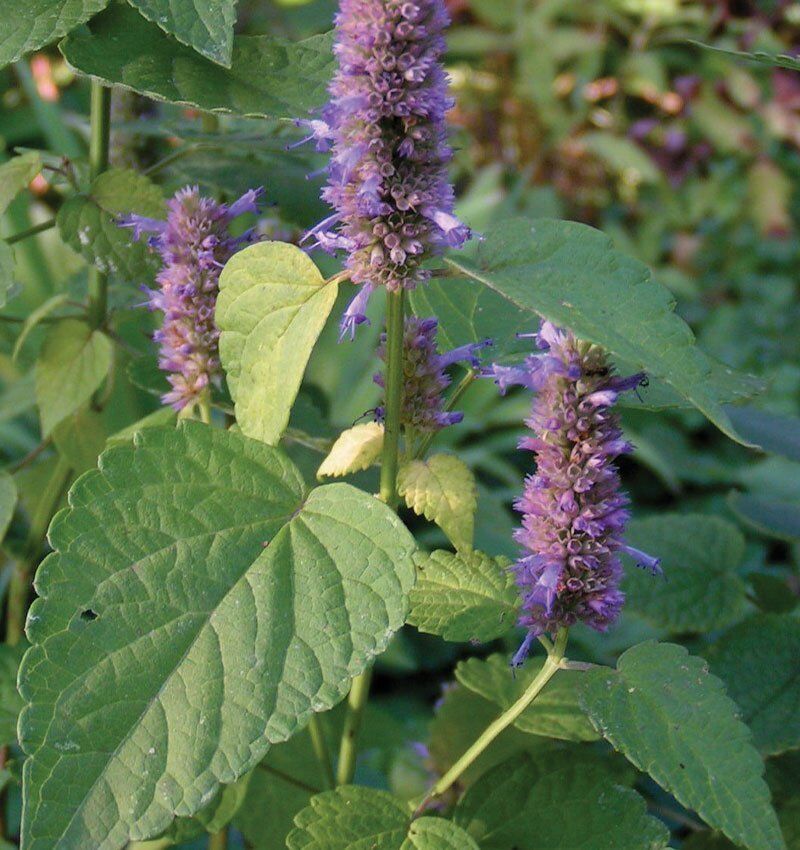 Blue Giant Hyssop | Johnson's Nursery | KB