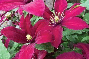 Niobe Clematis | Johnson's Nursery | KB