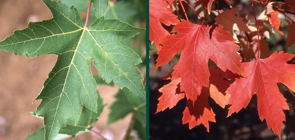 Autumn Fantasy® Maple | Johnson's Nursery | KB